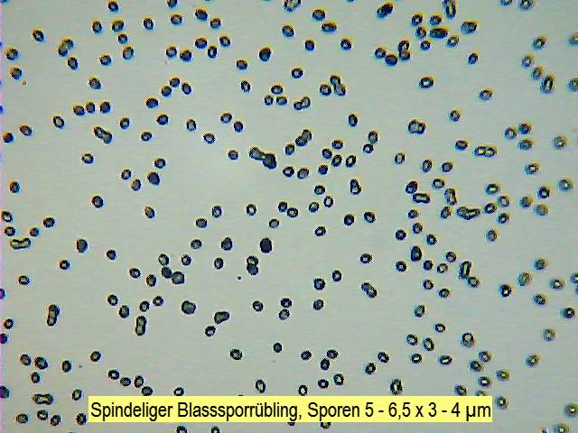 Sporen Spindeliger Blasssporrübling